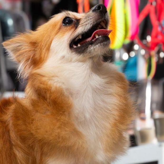 Pet supplier Wholesale ERP Solution